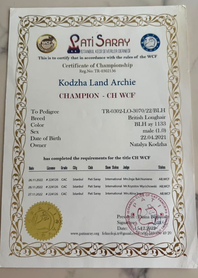 Certificate of Championship — CH WCF issued by Pati Saray, Istanbul Kedi Severler Derneği (WCF rules)