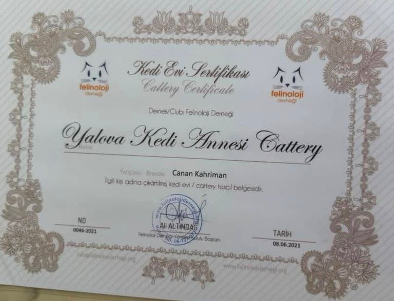 Cattery Certificate (Kedi Evi Sertifikası) issued by Felinoloji Derneği, Turkey