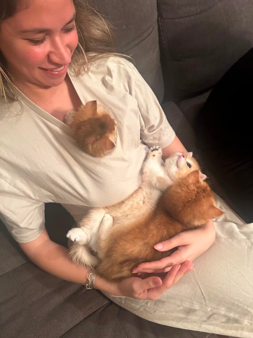 A family collecting their British Shorthair kitten from Houston Cat Mom Cattery in Houston, Texas