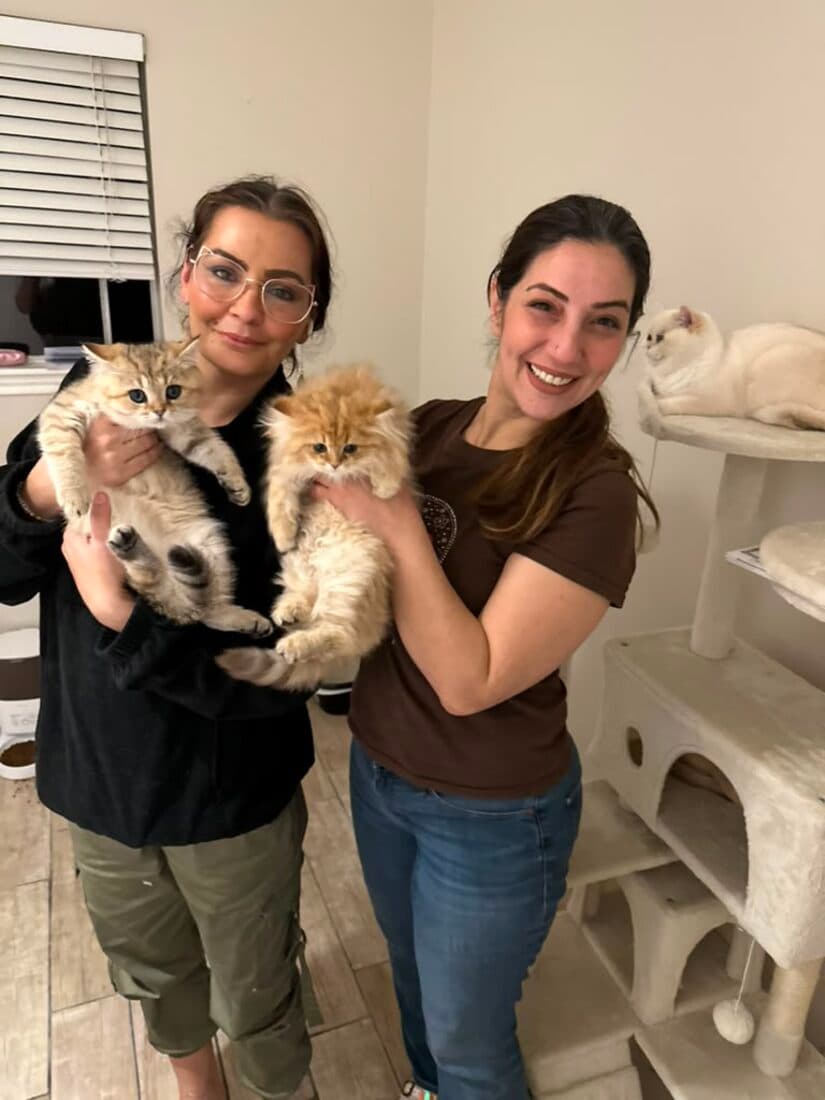 A family collecting their British Shorthair kitten from Houston Cat Mom Cattery in Houston, Texas