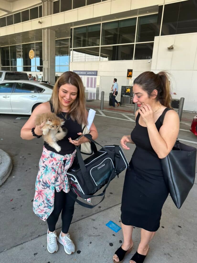 A family collecting their British Shorthair kitten from Houston Cat Mom Cattery in Houston, Texas