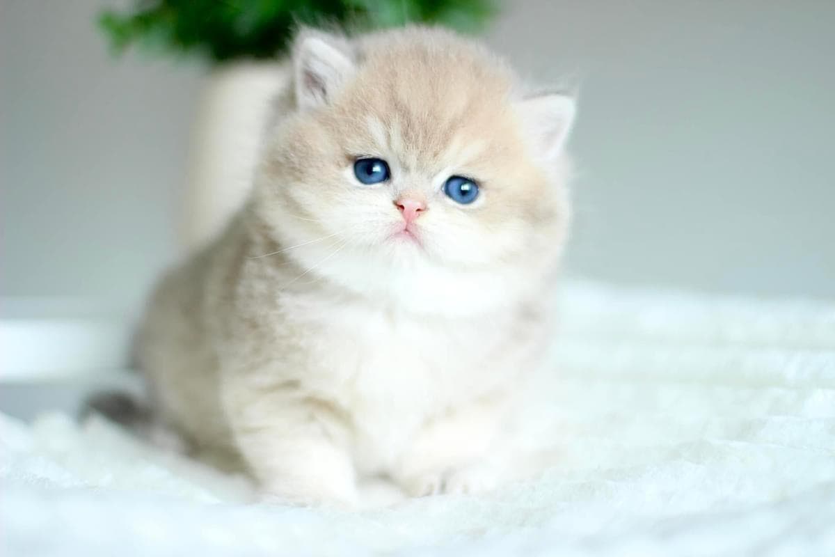 A British Shorthair kitten bred at Houston Cat Mom Cattery in Houston, Texas